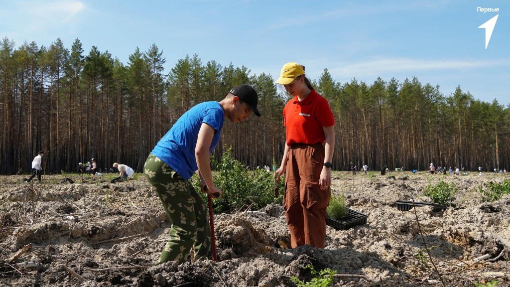 29 гектаров леса высадили волонтеры в День России!
