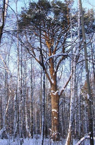 В России выбирают дерево долгожитель